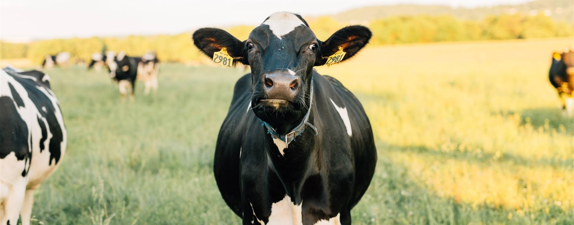 MilkPoint Experts: saúde e bem-estar animal no período de transição