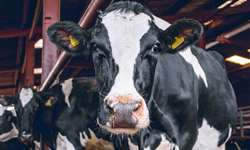Suas vacas são hóspedes ou prisioneiras? Conforto e nutrição!