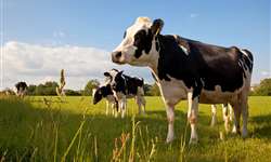 Aumento da ingestão de cálcio melhora a saúde e a ovulação da vaca