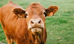 Suas vacas leiteiras estão recebendo a proteína de que precisam?