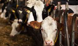 Dinâmicas e estratégias para o descarte eficiente de vacas leiteiras