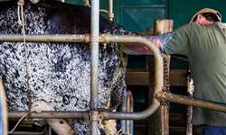 Vendas de sêmen bovino cresceram 30% no país de janeiro a setembro