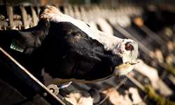 Forrageiras alternativas para vacas leiteiras: alfafa, cana-de-açúcar e sorgo