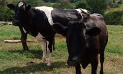Especial Coração do Leite: ajuda de técnicos na produção de leite manteve viva a vontade de produzir