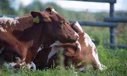 Detecção de cio em vacas de alta produção
