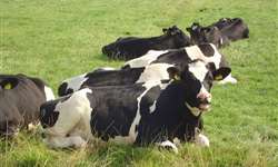 Monitoramento de ruminação e desempenho reprodutivo de vacas