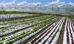 Plataforma de orgânicos deve gerar R$ 8,5 milhões em receita para produtores em 2020