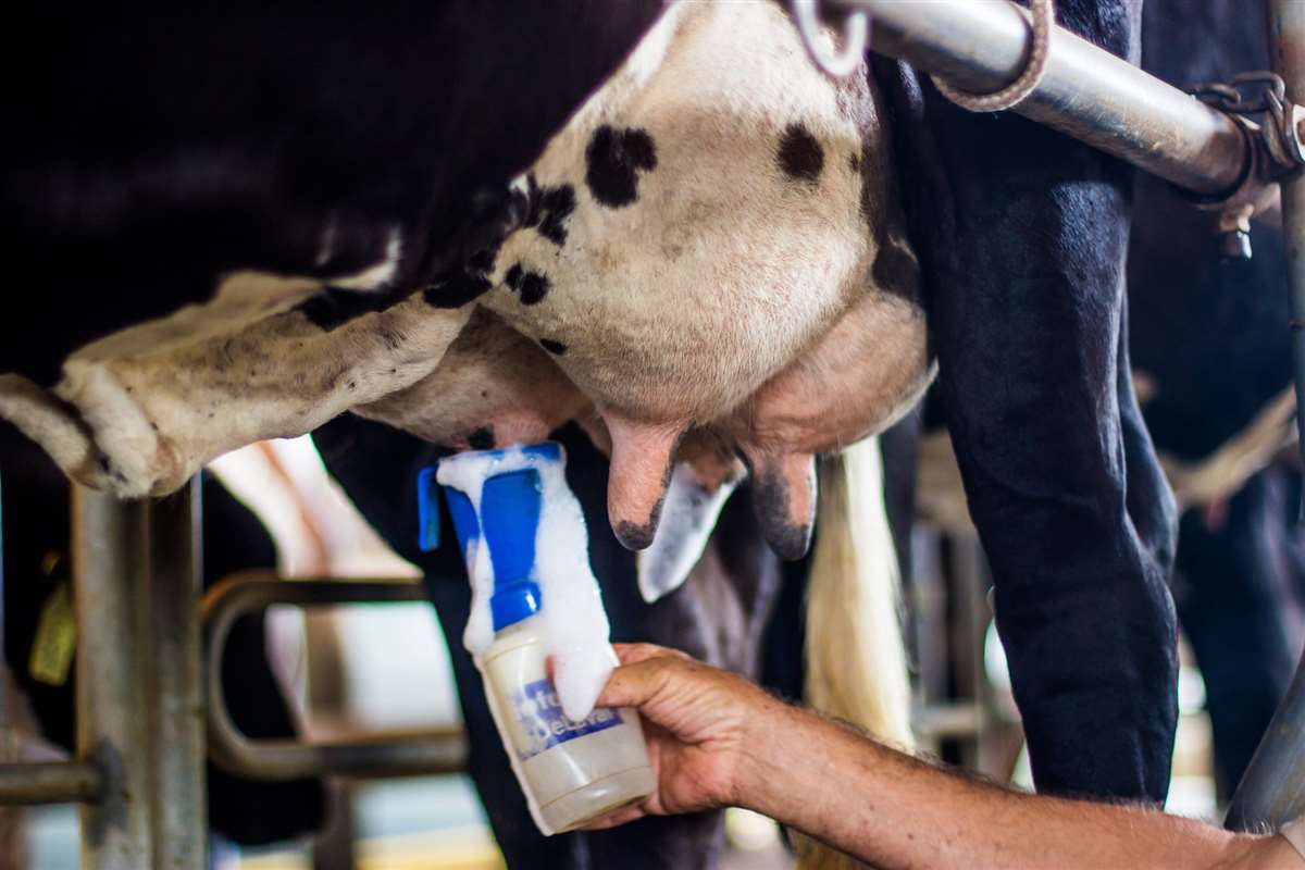 Mastite bovina: definições e conceitos | Produção de leite | MilkPoint