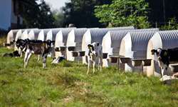 Bezerreiro: tipos de instalações para bezerras leiteiras