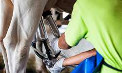 5 dicas para maximizar a lucratividade em fazendas leiteiras