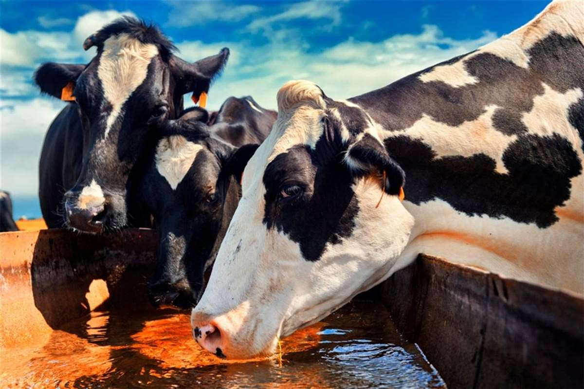 Vacas sem estresse térmico têm bezerros mais saudáveis | MilkPoint