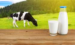 Produção de leite orgânico: como é a criação de bezerras?