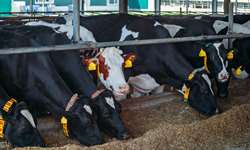 Fique atento à competição entre as vacas leiteiras!