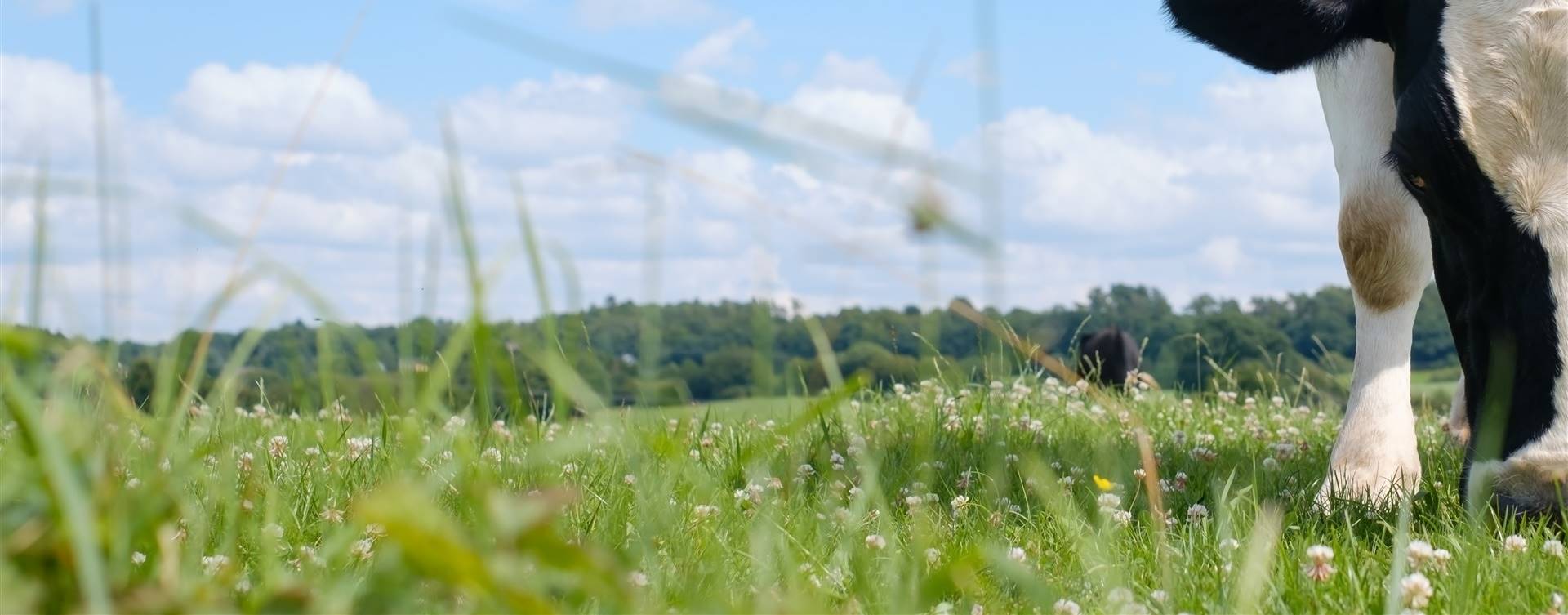 Manejo de pastagem: principais pragas e plantas invasoras