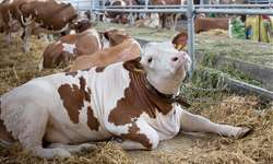 Não se esqueça de suas vacas secas durante o estresse calórico!