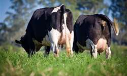 Avaliação de fezes para monitorar nutrição de vacas leiteiras