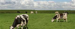 Exigência de fibra para vacas em lactação