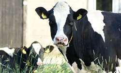 Manqueiras em vacas leiteiras: Biomecânica e Fatores de Risco - Parte 1
