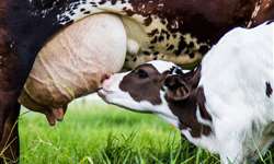 Influência da mastite na transferência de imunidade passiva para bezerras leiteiras