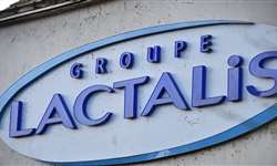 Lactalis: fabricação manual do camembert de leite cru na França