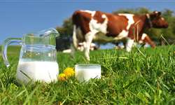 Novo projeto de combate à mastite bovina é lançado na Irlanda