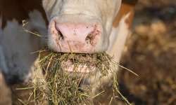 Vacas comendo pedras, papel, plástico: o que fazer?