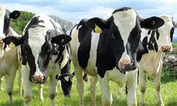 Resistência do rebanho leiteiro: como manter as vacas sadias?