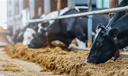 Ionóforos: quais os benefícios na dieta de vacas leiteiras?