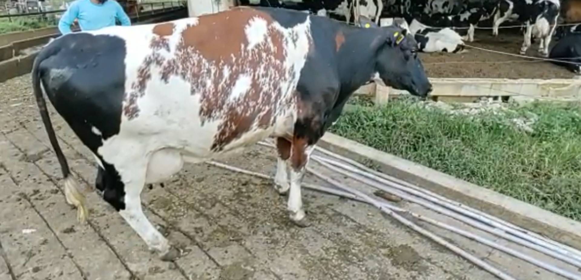 Vaca de três cores? Saiba o que está por trás desta pelagem rara