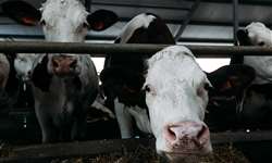 10 oportunidades de gestão em fazendas leiteiras durante períodos de baixa margem - Parte 2/2
