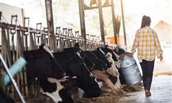 Separador de leite com mastite garante maior produção e segurança do alimento