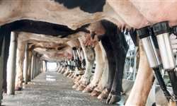 Fazendas com gestão profissional aumentaram produção de leite na pandemia