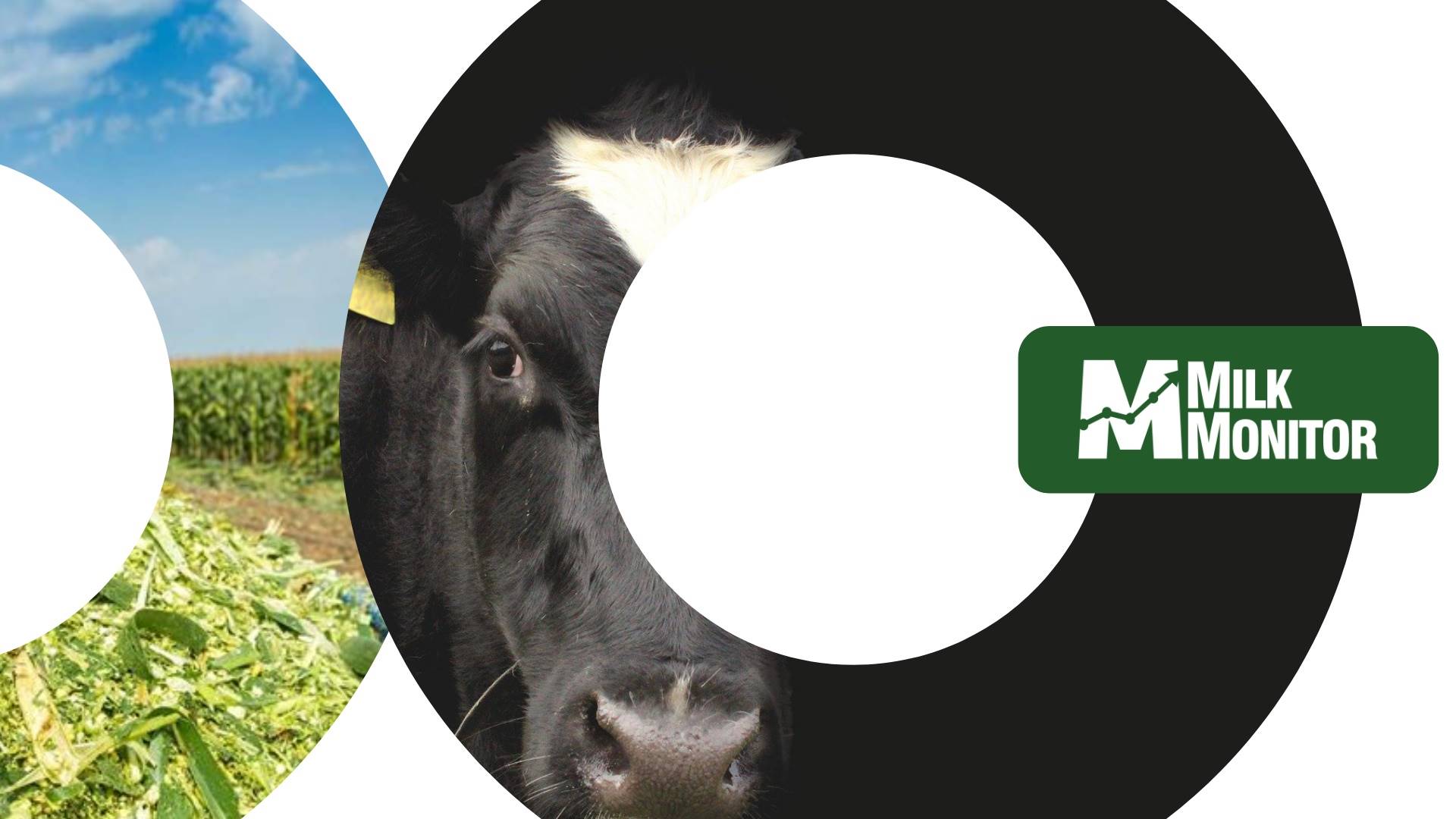 Ajude na pesquisa sobre silagem de milho em propriedades leiteiras e ganhe acesso ao MilkMonitor