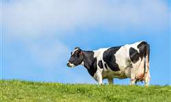 Vacas em transição: o ambiente as afeta mais do que pensamos
