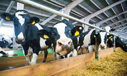 Quer melhorar os resultados da sua fazenda? Invista em vacas!