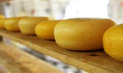 Boas práticas de ordenha e produção de queijos artesanais