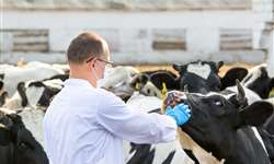 O desafio de manter a saúde do rebanho e da equipe da fazenda de leite em tempos de COVID-19