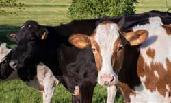 7 dicas para começar a melhorar a qualidade do leite em sua fazenda