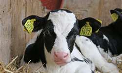 Fatores relacionados com a ocorrência de parto gemelar em vacas leiteiras nos EUA