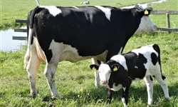 Parto no início do verão: vacas exigem boas condições corporais e resfriamento adequado