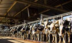 Abortos em vacas leiteiras: principais causas