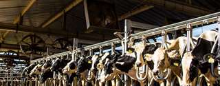 Abortos em vacas leiteiras: principais causas