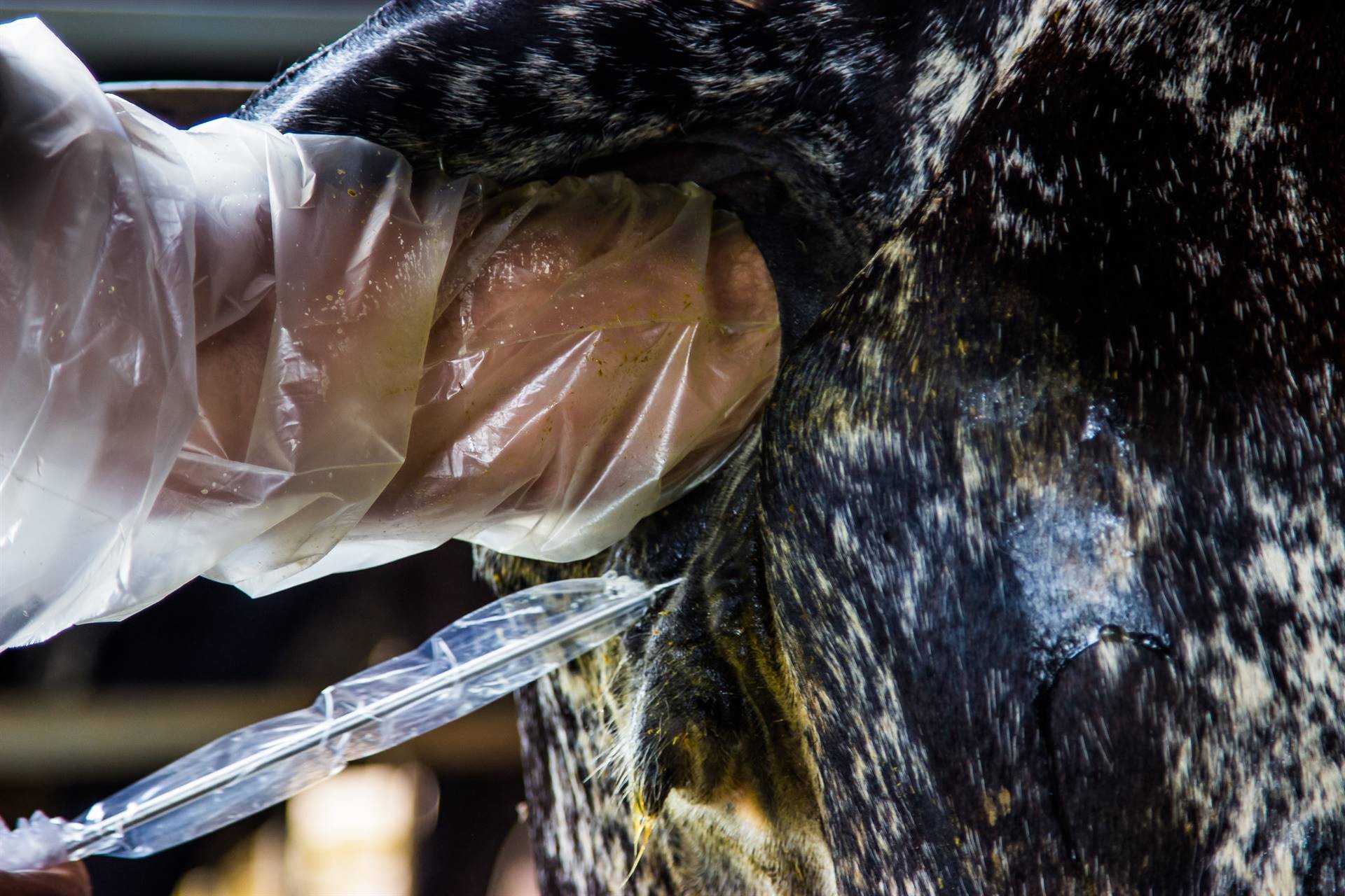 Inseminação Artificial em bovinos: como ter sucesso?