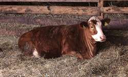 Hipocalcemia em vacas leiteiras: como lidar com este desafio?