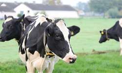 Doenças uterinas em vacas de leite