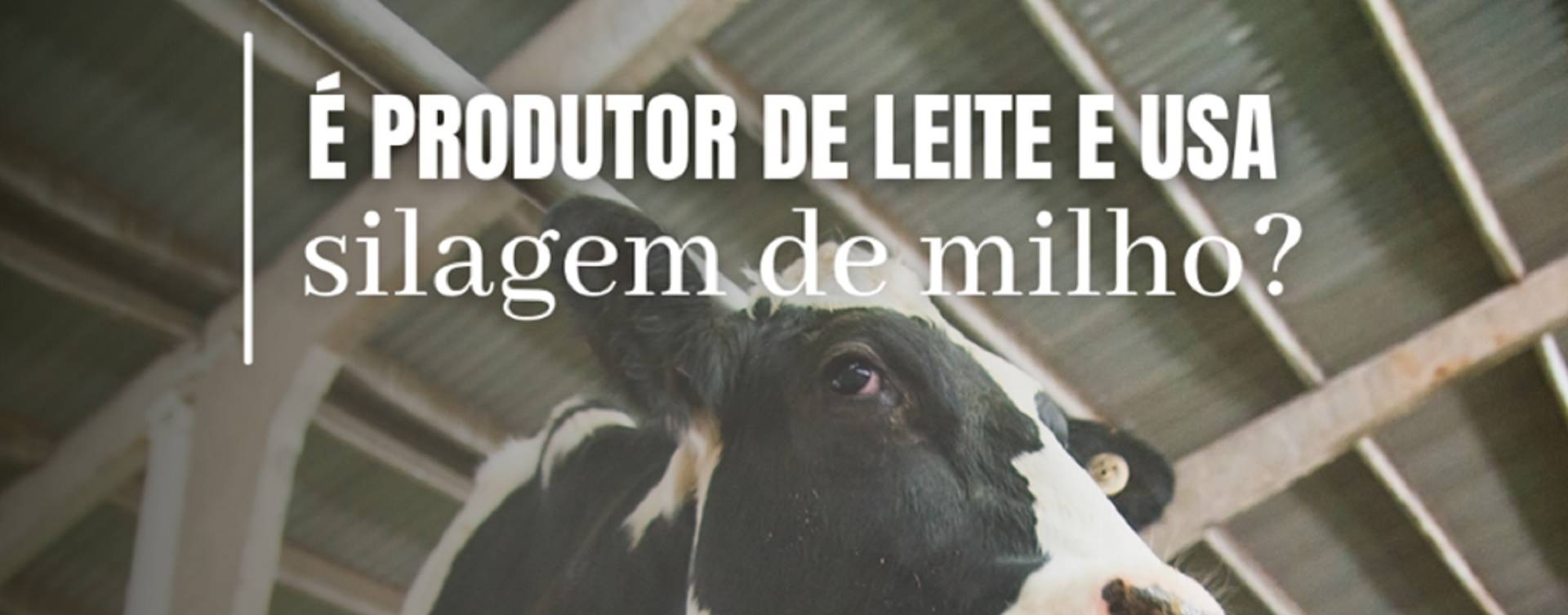 Como está sua produtividade de silagem em relação aos outros produtores?