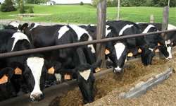 O que fazer e o que não fazer para reduzir os custos de alimentação na fazenda leiteira