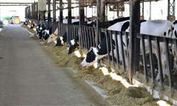 Alternativas de fontes proteicas para dieta de bovinos leiteiros