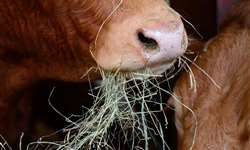 Cartilha gratuita: Formulação de dietas para vacas leiteiras