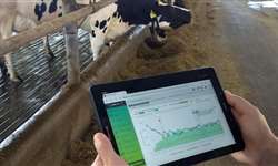 Os impactos do monitoramento animal nas fazendas de leite